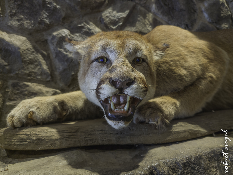 alum rock state park